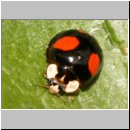 Harmonia axyridis - Asiatischer Marienkaefer 51a.jpg